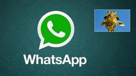 I vostri contatti di WhatsApp sono diventati delle giraffe? Tranquilli, è solo un pegno